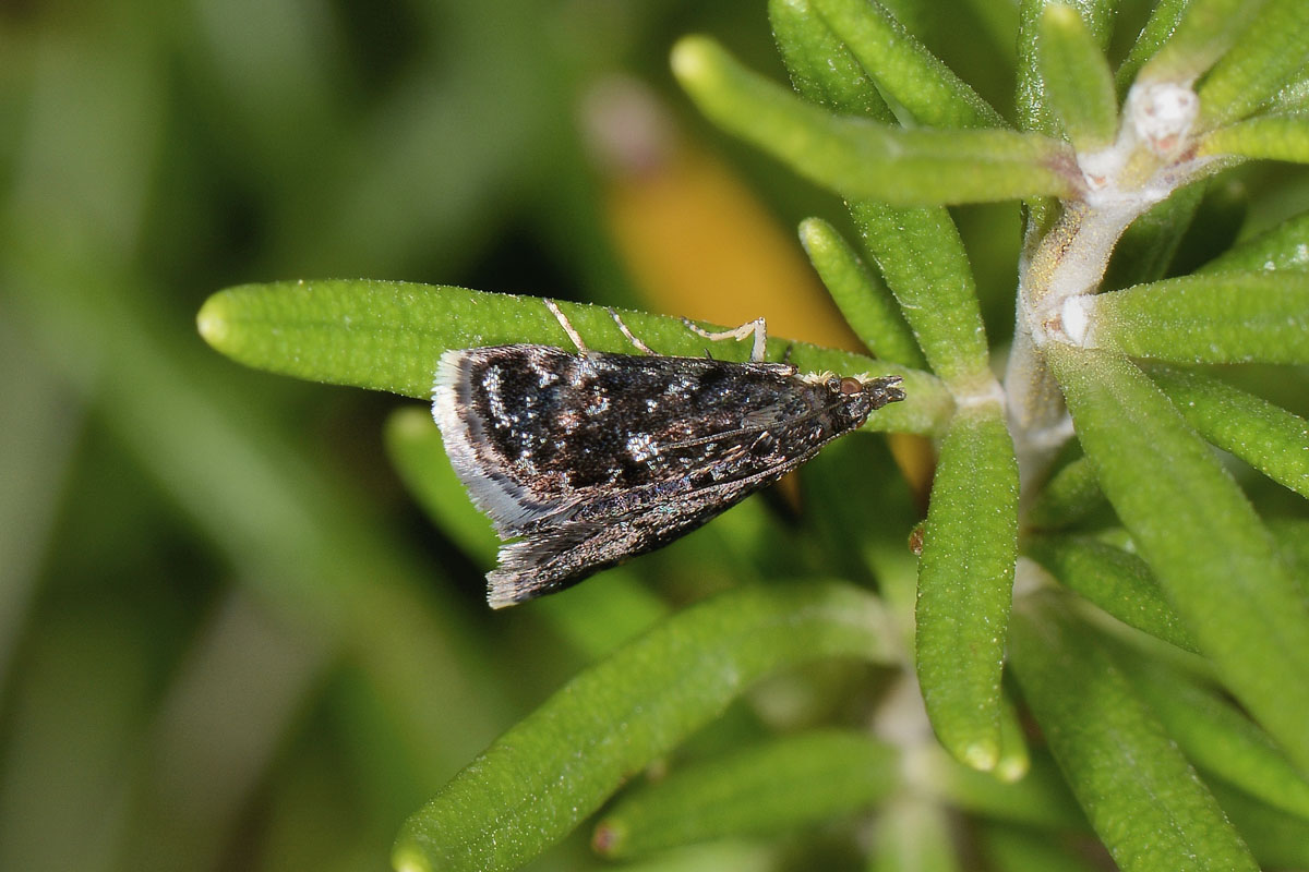 Choreutidae? No, Crambidae - Heliothela wulfeniana